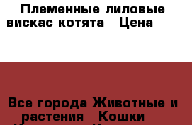 Племенные лиловые вискас котята › Цена ­ 7 000 - Все города Животные и растения » Кошки   . Карачаево-Черкесская респ.,Карачаевск г.